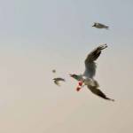 ali gel Profile Picture