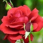 Mamun Hossun Gagge Profile Picture