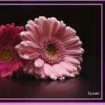 Pamelitapmelita2005 Profile Picture