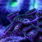 ferko ferko Profile Picture