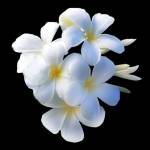 Sakamoto Properties Profile Picture