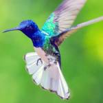 Dragon Smolt Profile Picture