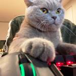 uhi hi Profile Picture