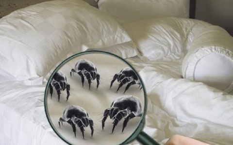 những nơi bẩn nhất trong nhà| những nơi có nhiều vi khuẩn nhất trong nhà