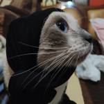 Anis Web Profile Picture