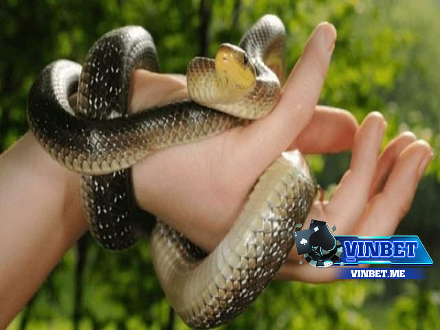 Mơ thấy rắn đánh số gì giúp bạn dễ trúng lớn?