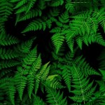 dev dev Profile Picture