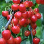 AVC2 AVC2 Profile Picture