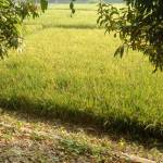 saidul khan Profile Picture