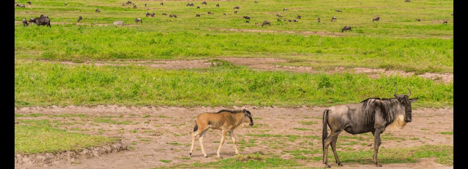 The Wild Terrain Cover Image