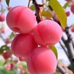 Suwandi s Profile Picture