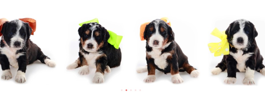 Shady Oaks Puppies Cover Image