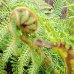 Kelvin Brunton Profile Picture