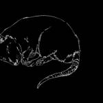 ANISSA ANISSA Profile Picture