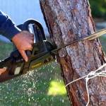 Tree Service inVenice Profile Picture