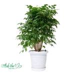 Cây Hạnh Phúc Anh Thư Profile Picture