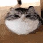 sabera_7 Profile Picture