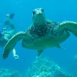 Anas Khan Profile Picture