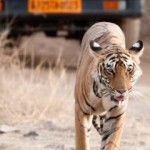 Willem Hosuia Profile Picture