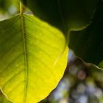 Japanese Knotweed Treatment Ltd Profile Picture