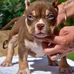 American Bully Farm Profile Picture