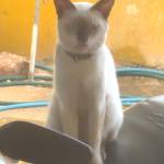 Like Chees Profile Picture