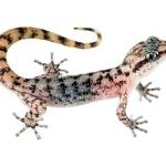 Felipe Juarez Jr Profile Picture