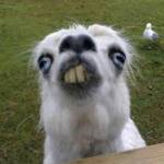 simo pista Profile Picture