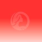 cscds csdfsd Profile Picture