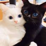 loved bards Profile Picture