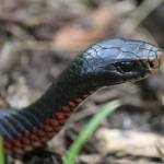 Glob Lob Profile Picture