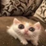 goqsy Profile Picture