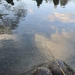 shoushinn ikudee Profile Picture