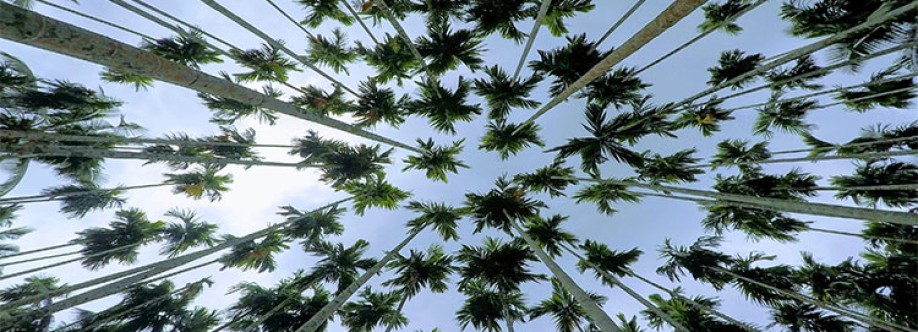 Sasi International Cover Image