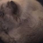 Вячеслав Сурин Profile Picture