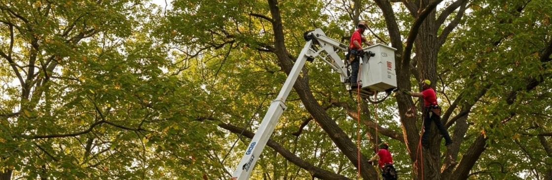 KD Tree Service Albany NY Cover Image
