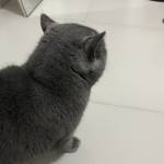 Peakfeng Pe Profile Picture