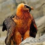 hiwa aaa Profile Picture