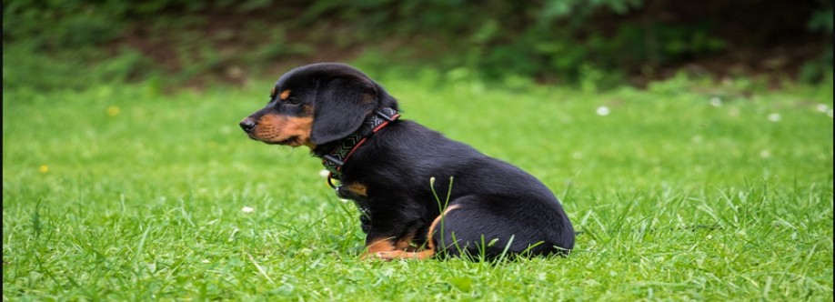 Chien Souriant Cover Image