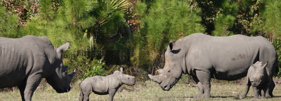 Rhino Investigation and Process Serving Cover Image