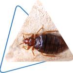 DOFFDON BEDBUG EXTERMINATOR Profile Picture