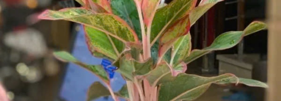 Cây Sân vườn Cover Image