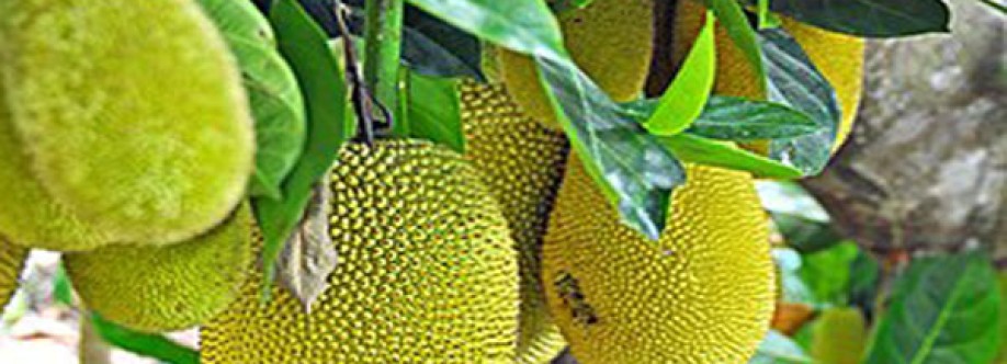 Cây mít Cover Image