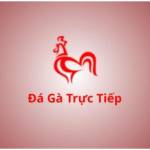 Đá gà trực tiếp Profile Picture