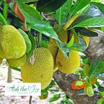 Cây mít Profile Picture