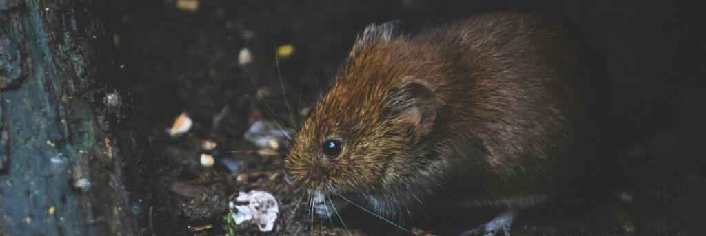 Rat Control Hamilton | KD Pest Control