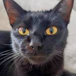 JOAO VENTURI Profile Picture