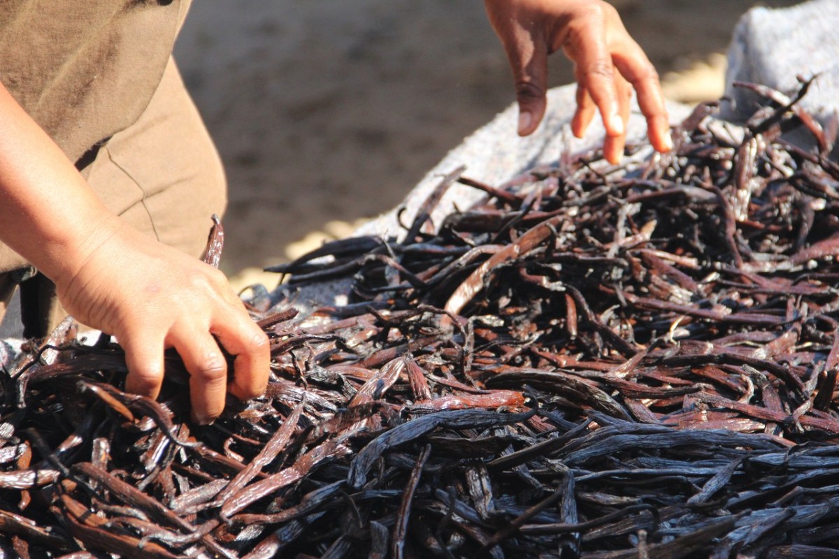 Madagascar’s Sweet Secret: Discover the Authentic Flavor of Bourbon Vanilla – Robust Madagascar Blogs
