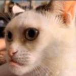 abdulrahaman sahab Profile Picture