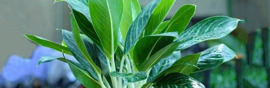 Cây Bạch Mã Hoàng Tử để bàn Cover Image